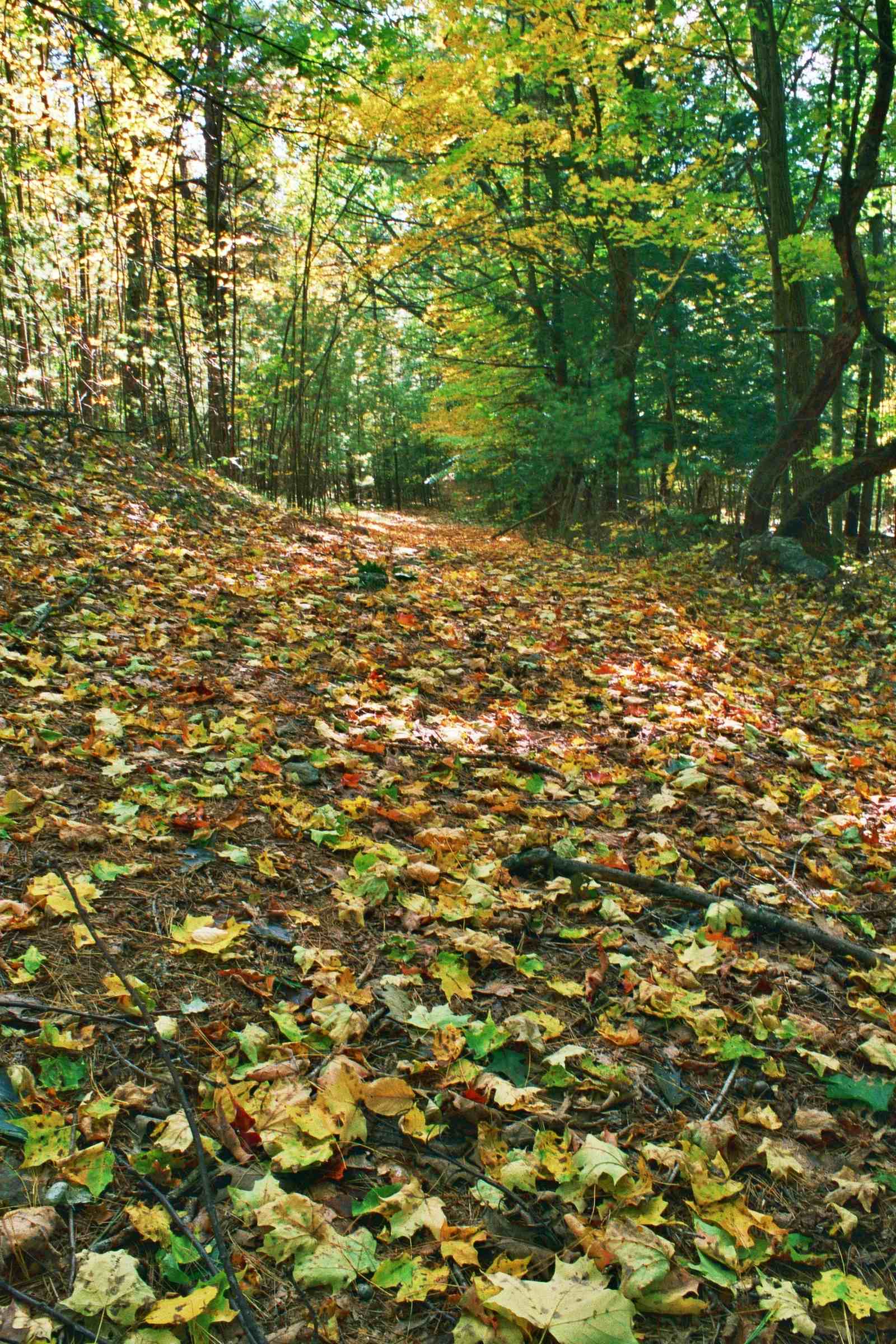 foliage-path