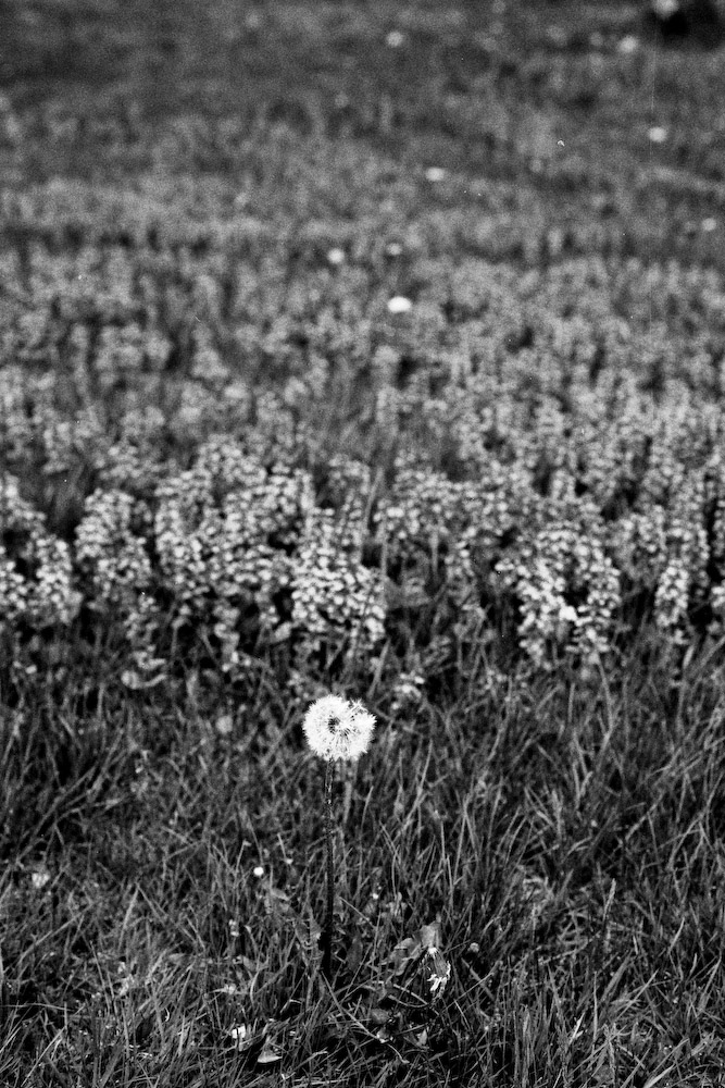 fuji-neopan-1600-3 All Alone